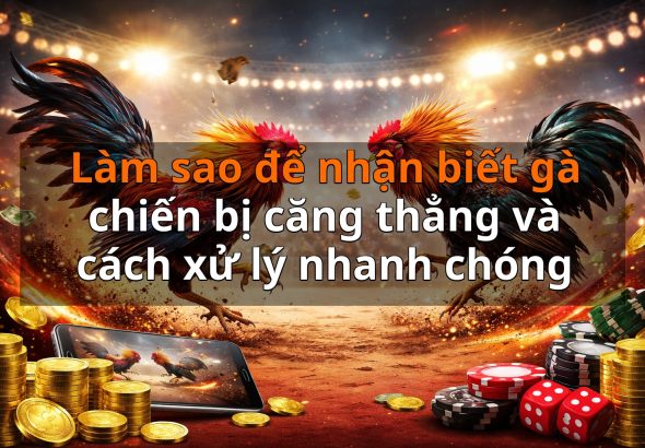 Làm sao để nhận biết gà chiến bị căng thẳng và cách xử lý nhanh chóng