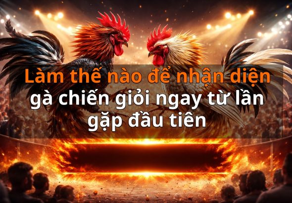 Làm thế nào để nhận diện gà chiến giỏi ngay từ lần gặp đầu tiên