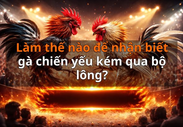 Làm thế nào để nhận biết gà chiến yếu kém qua bộ lông?