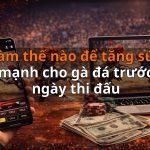 Làm thế nào để tăng sức mạnh cho gà đá trước ngày thi đấu