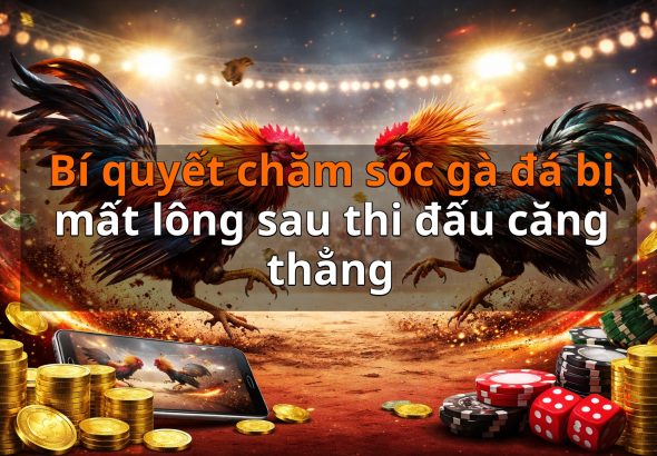 Bí quyết chăm sóc gà đá bị mất lông sau thi đấu căng thẳng