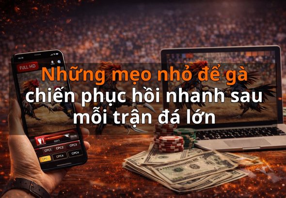 Những mẹo nhỏ để gà chiến phục hồi nhanh sau mỗi trận đá lớn