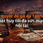 Bí quyết để gà đá Tonhon phát huy tối đa sức mạnh nội tại