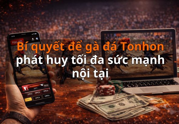 Bí quyết để gà đá Tonhon phát huy tối đa sức mạnh nội tại
