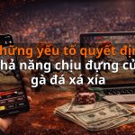 Những yếu tố quyết định khả năng chịu đựng của gà đá xá xía