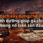 Cách xây dựng chế độ dinh dưỡng giúp gà chiến bùng nổ trên sàn đầu