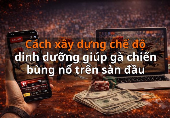 Cách xây dựng chế độ dinh dưỡng giúp gà chiến bùng nổ trên sàn đầu