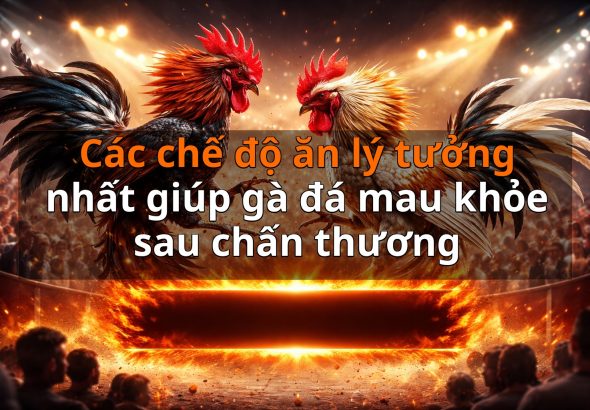 Các chế độ ăn lý tưởng nhất giúp gà đá mau khỏe sau chấn thương