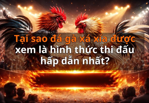 Tại sao đá gà xá xía được xem là hình thức thi đấu hấp dẫn nhất?
