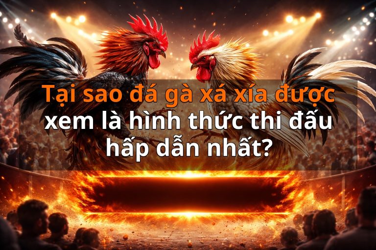 Tại sao đá gà xá xía được xem là hình thức thi đấu hấp dẫn nhất?