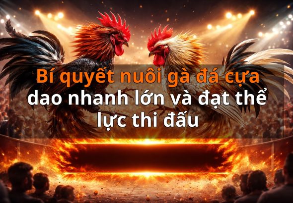 Bí quyết nuôi gà đá cựa dao nhanh lớn và đạt thể lực thi đấu