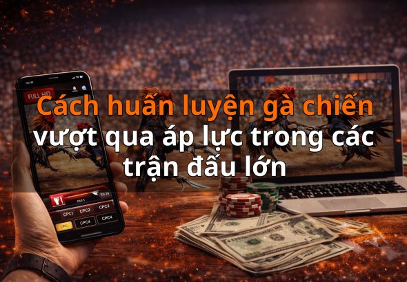 Cách huấn luyện gà chiến vượt qua áp lực trong các trận đấu lớn
