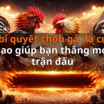 7 bí quyết chọn gà đá cựa dao giúp bạn thắng mọi trận đấu