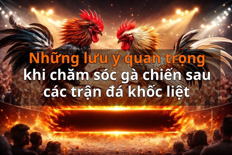 Những lưu ý quan trọng khi chăm sóc gà chiến sau các trận đá khốc liệt