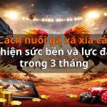 Cách nuôi gà xá xía cải thiện sức bền và lực đá trong 3 tháng
