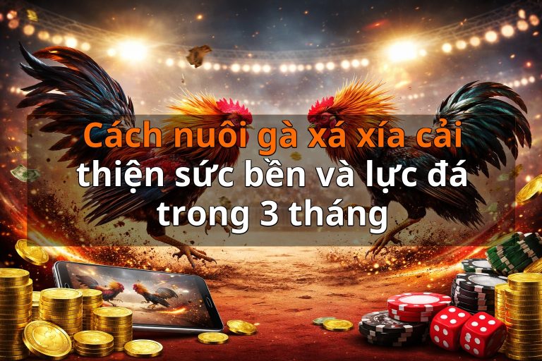 Cách nuôi gà xá xía cải thiện sức bền và lực đá trong 3 tháng