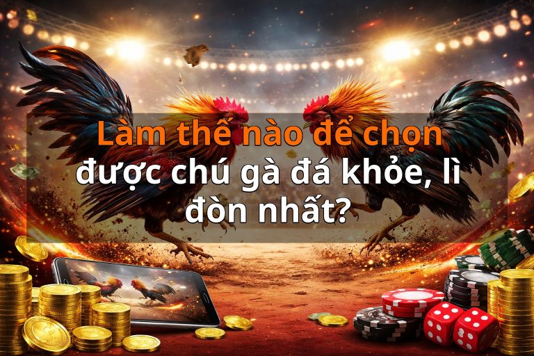 Làm thế nào để chọn được chú gà đá khỏe, lì đòn nhất?