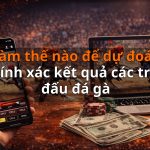 Làm thế nào để dự đoán chính xác kết quả các trận đấu đá gà