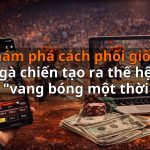 Khám phá cách phối giống gà chiến tạo ra thế hệ "vang bóng một thời