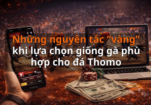 Những nguyên tắc “vàng” khi lựa chọn giống gà phù hợp cho đá Thomo