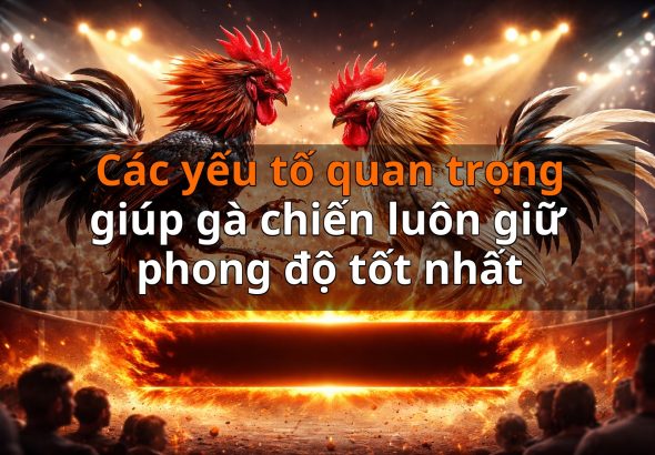 Các yếu tố quan trọng giúp gà chiến luôn giữ phong độ tốt nhất