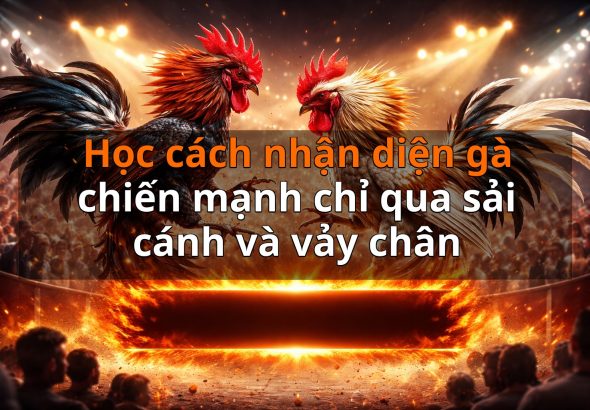 Học cách nhận diện gà chiến mạnh chỉ qua sải cánh và vảy chân
