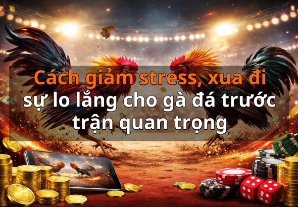 Cách giảm stress, xua đi sự lo lắng cho gà đá trước trận quan trọng