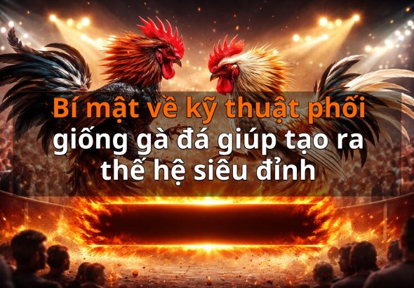 Bí mật về kỹ thuật phối giống gà đá giúp tạo ra thế hệ siêu đỉnh
