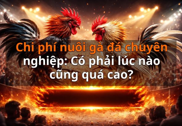 Chi phí nuôi gà đá chuyên nghiệp: Có phải lúc nào cũng quá cao?